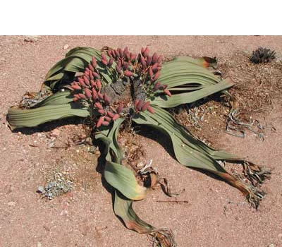 Welwitschia mirabilis